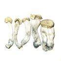 Yeti Blue Meanies (Super Potent+) 5g - Magic Mushroom - Get Well Shroom - Fungimaps