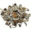 Melmac Mushrooms - Magic Mushroom - Mobile Caregivers - Fungimaps
