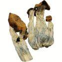 Penis Envy Mushrooms - Magic Mushroom - Mobile Caregivers - Fungimaps