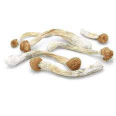 Mazatapec (3.5g) - Magic Mushroom - Get Well Shroom - Fungimaps