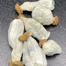 MELMAC PE Dried Mushrooms - Magic Mushroom - Valley Fans Only - Fungimaps