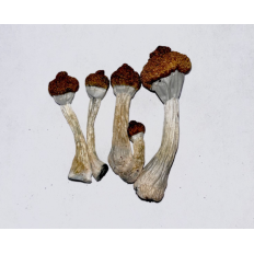 Raw Shooms - Magic Mushroom - Mushroom Kings - Fungimaps