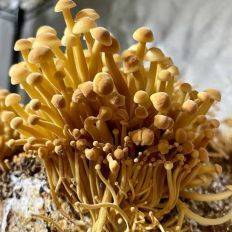 Golden Enoki - Edible Mushroom - Marsroom - Fungimaps