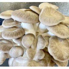 Black Pearl - Edible Mushroom - Marsroom - Fungimaps