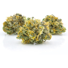 Indica - Cannabis - Firehaus - Fungimaps